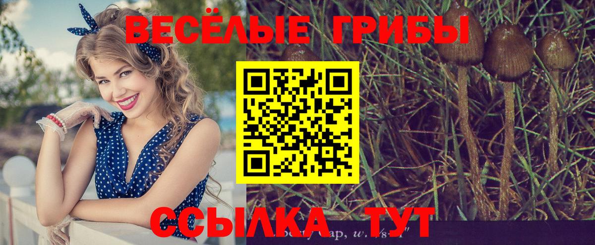 Псилоцибиновые грибы Cubensis Тайшет